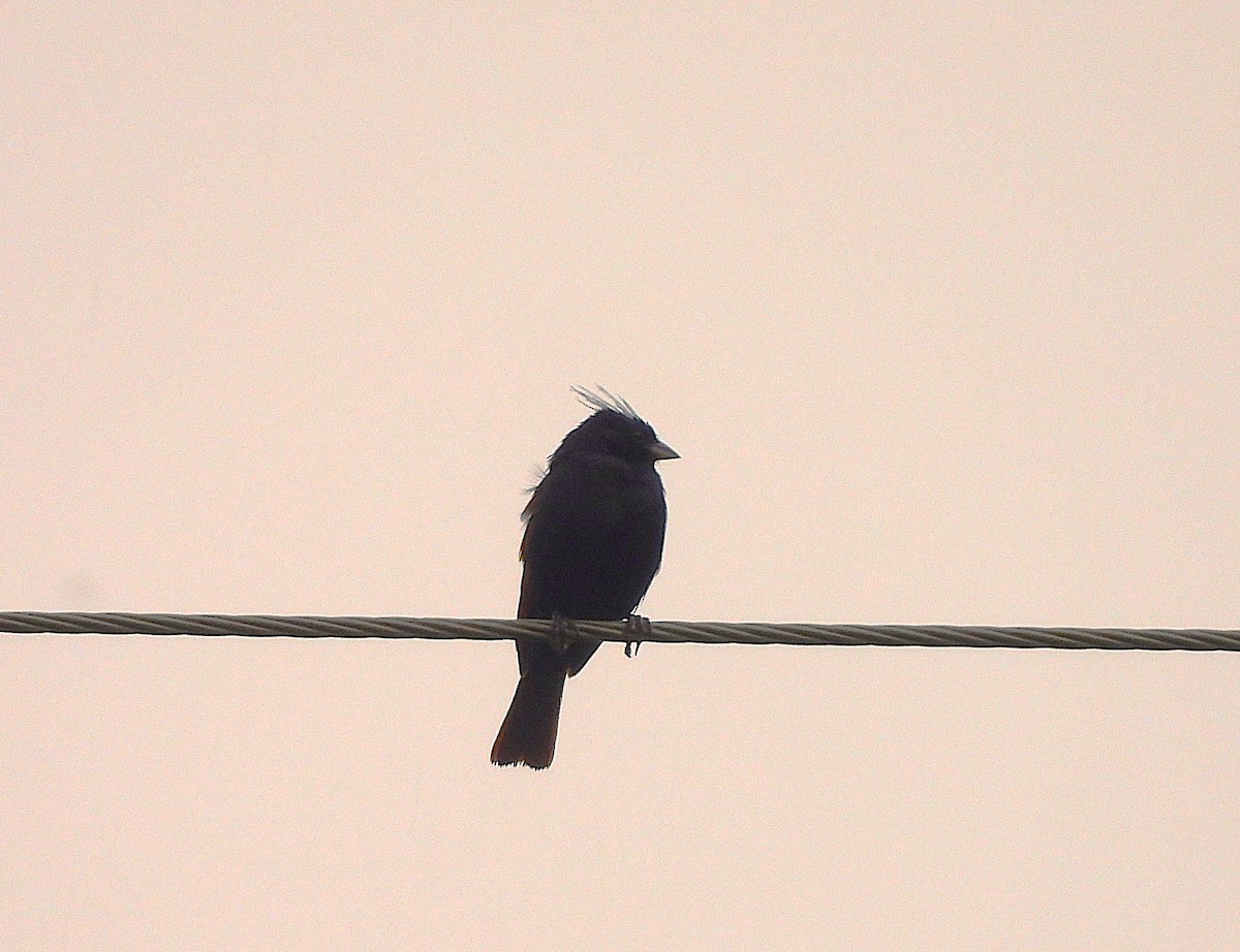 Crested Bunting - ML637778695