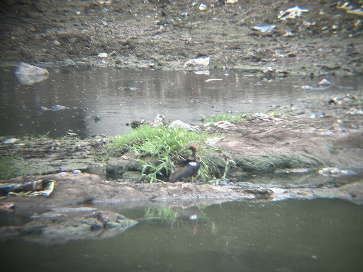 Red-naped Ibis - ML637778712