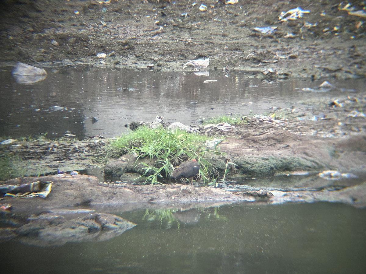 Red-naped Ibis - ML637778713