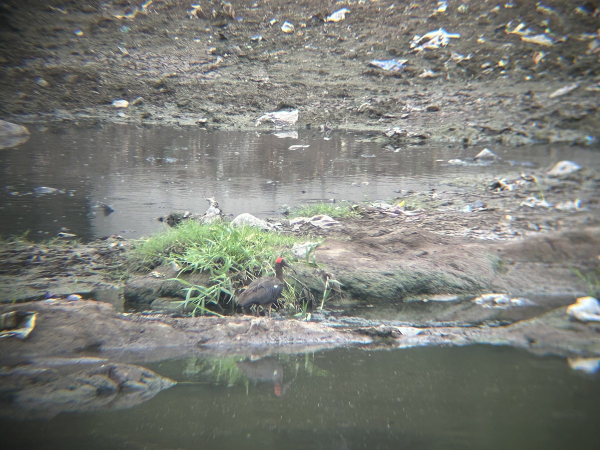 Red-naped Ibis - ML637778714