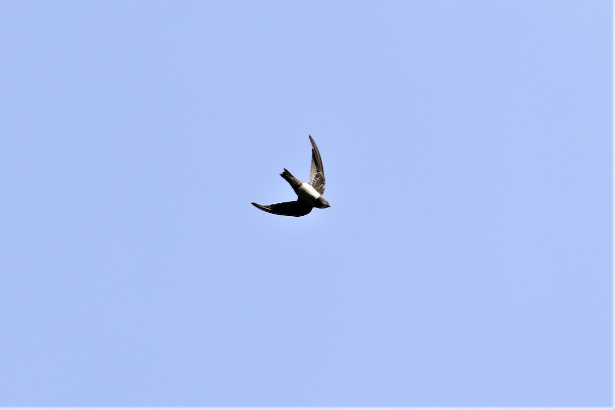 Alpine Swift - ML637778779