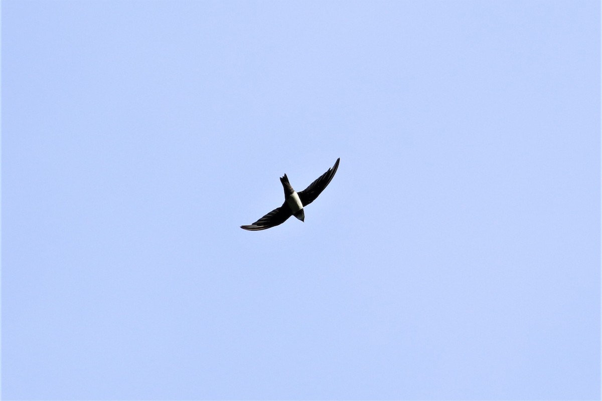 Alpine Swift - ML637778780
