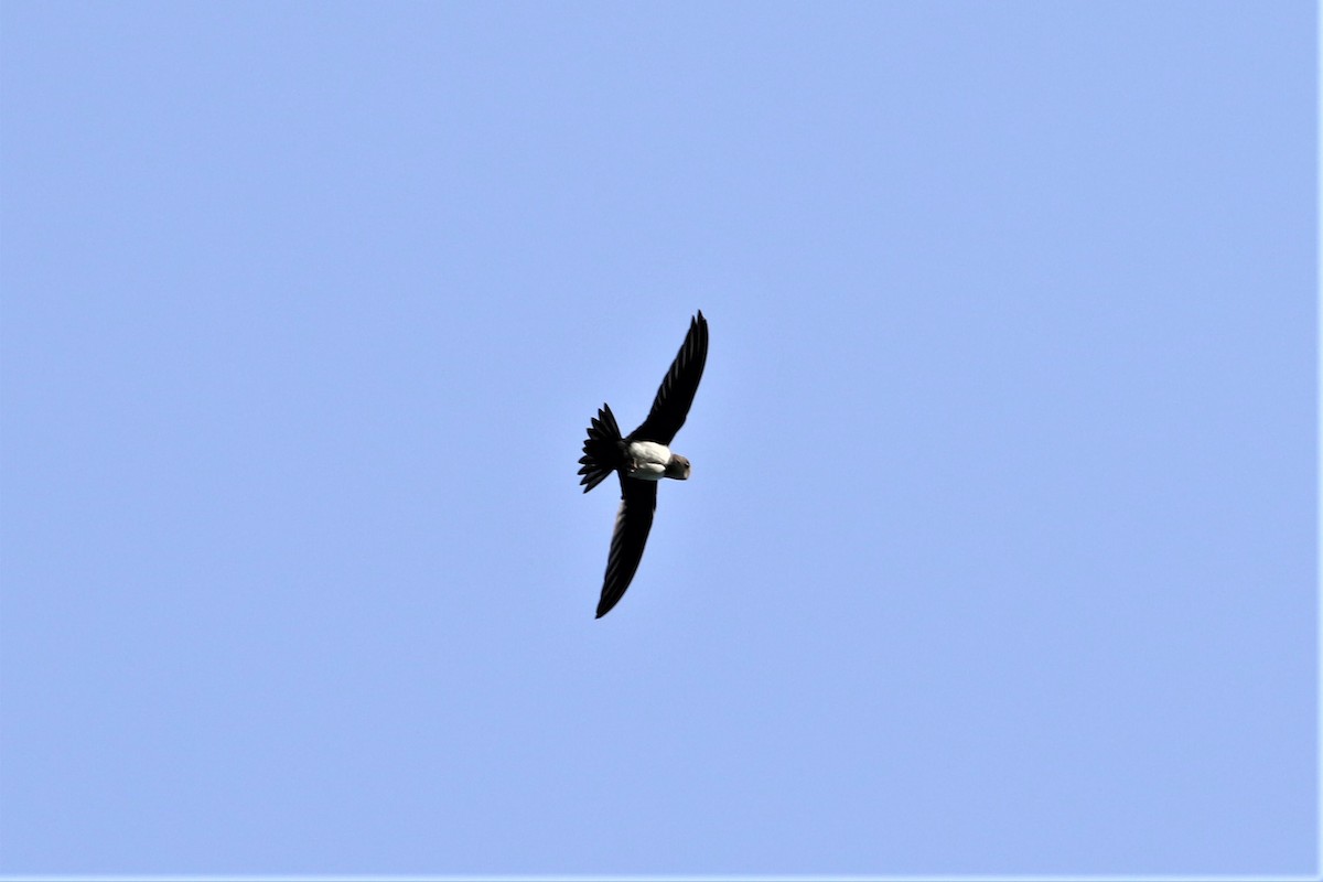 Alpine Swift - ML637778781