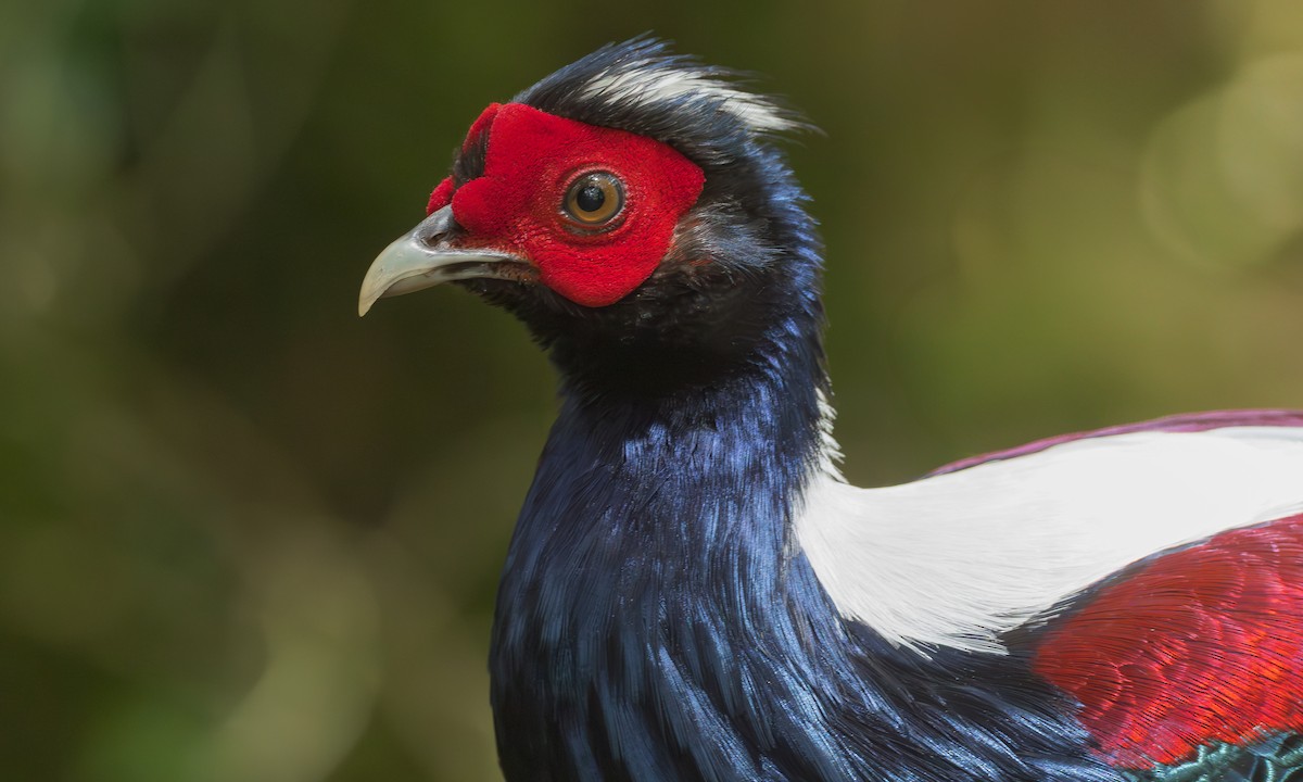 Swinhoe's Pheasant - ML637778934