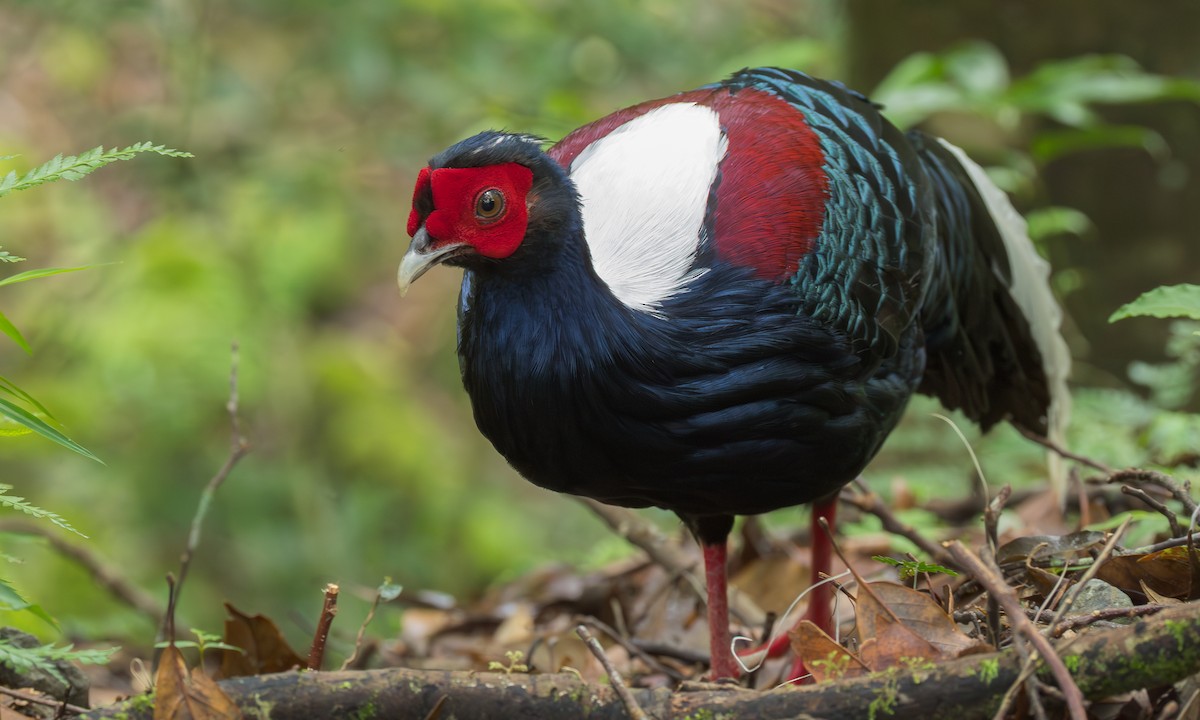 Swinhoe's Pheasant - ML637778951