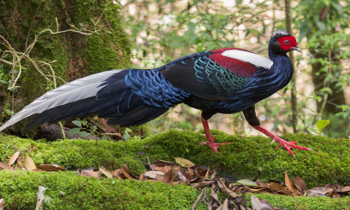 Swinhoe's Pheasant - ML637778970