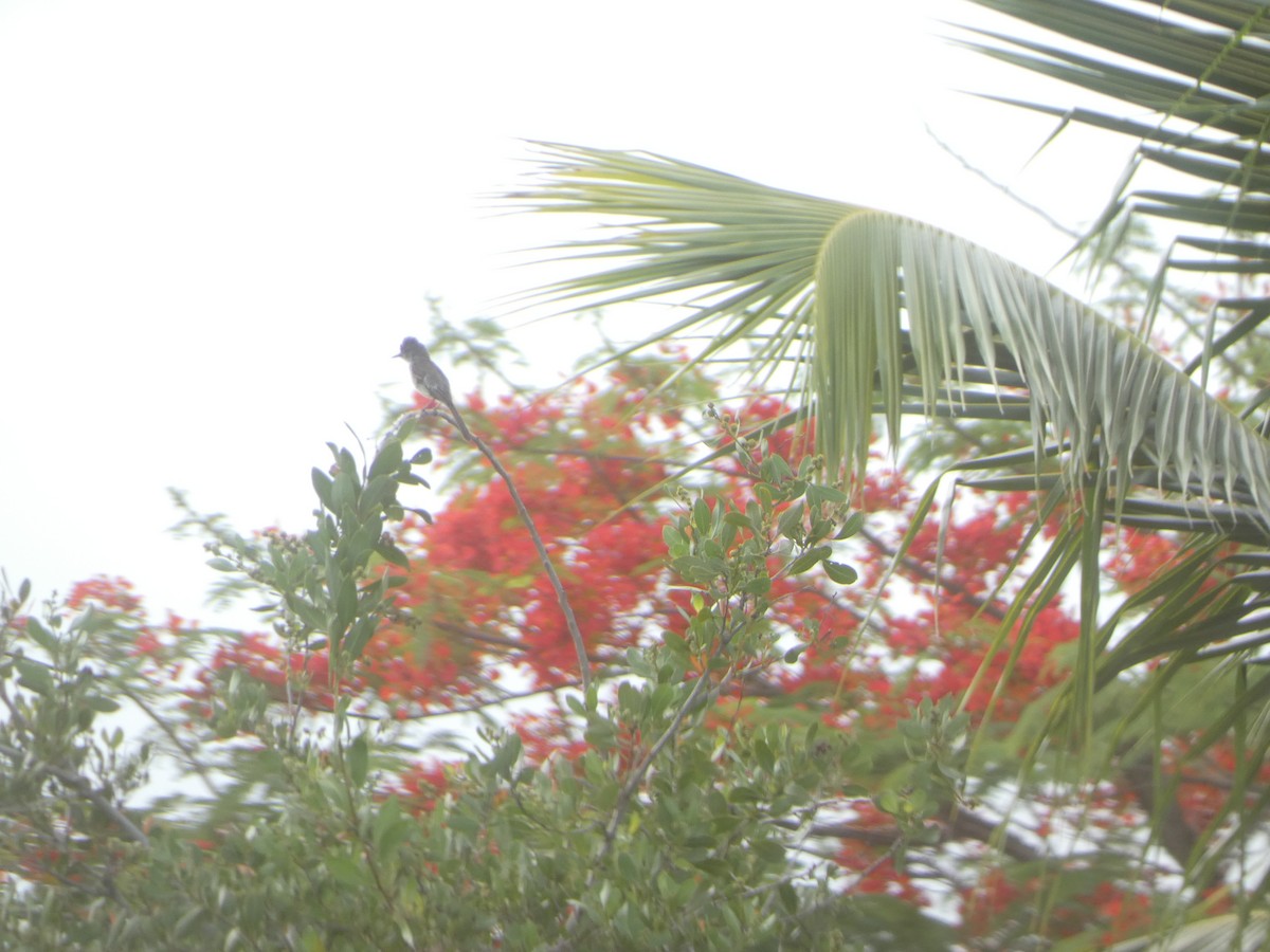 Stolid Flycatcher - ML637778975