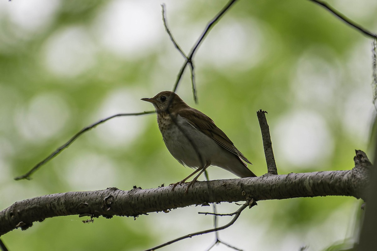Veery - ML637779036