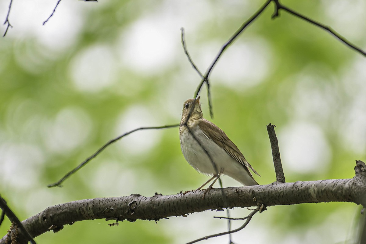 Veery - ML637779041