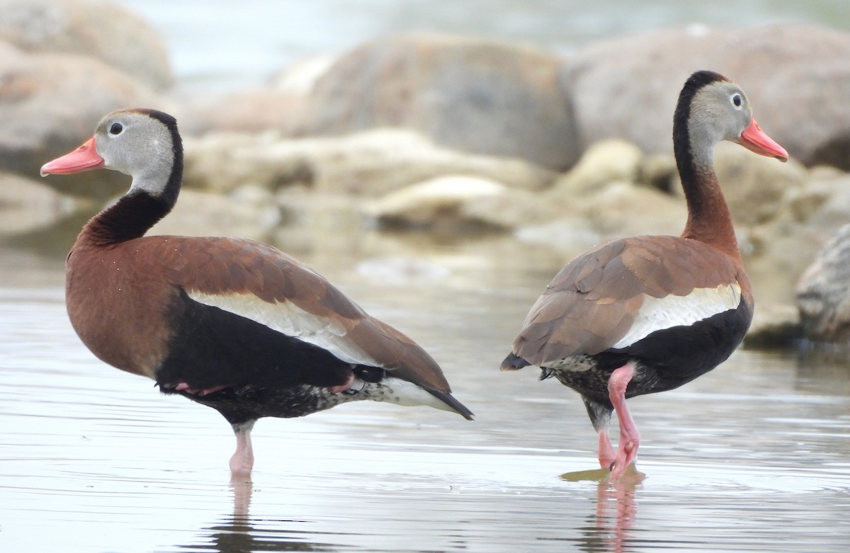 Black-bellied Whistling-Duck - ML637779051