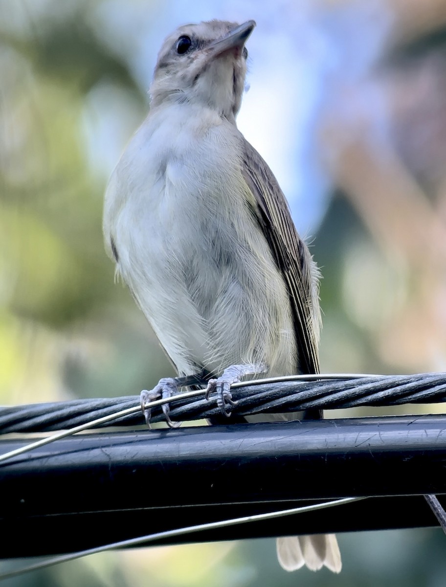 Black-whiskered Vireo - ML637779110