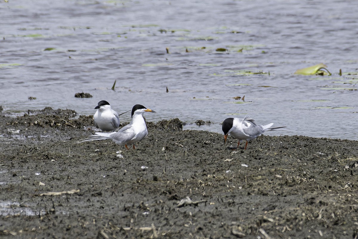 Gull-billed Tern - ML637779121