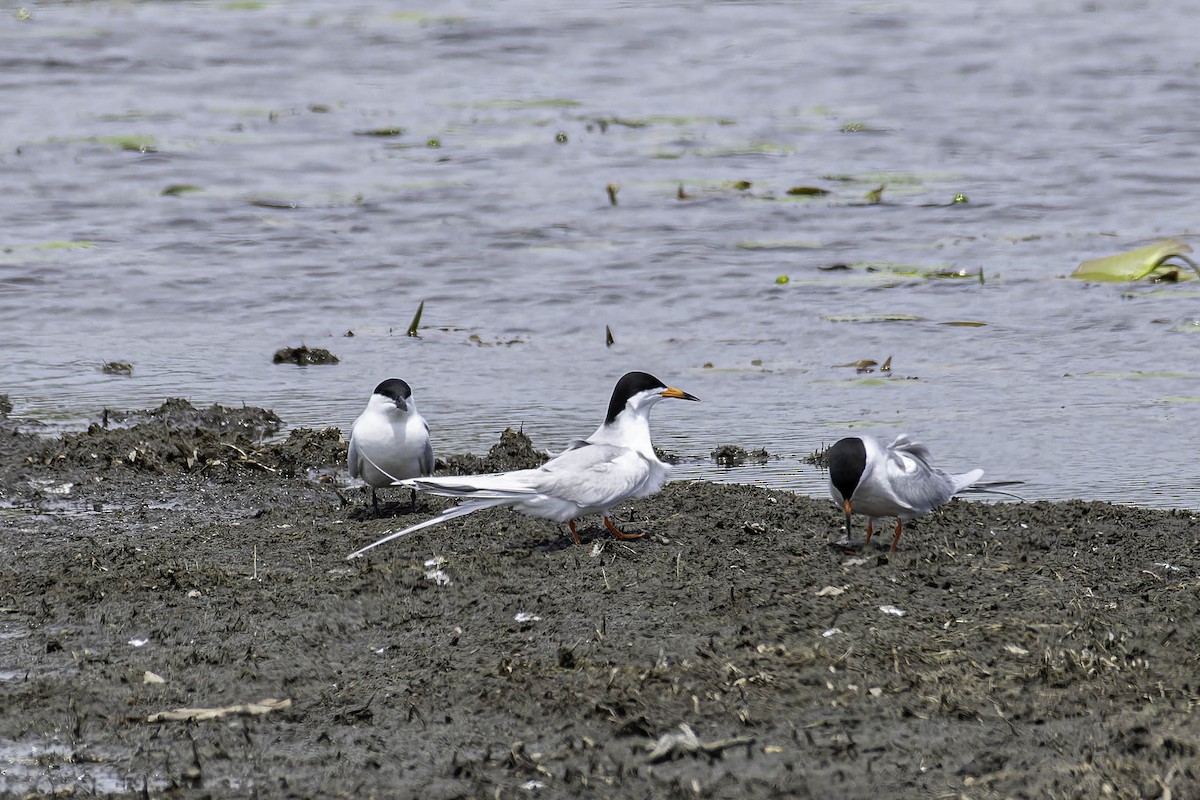 Gull-billed Tern - ML637779123