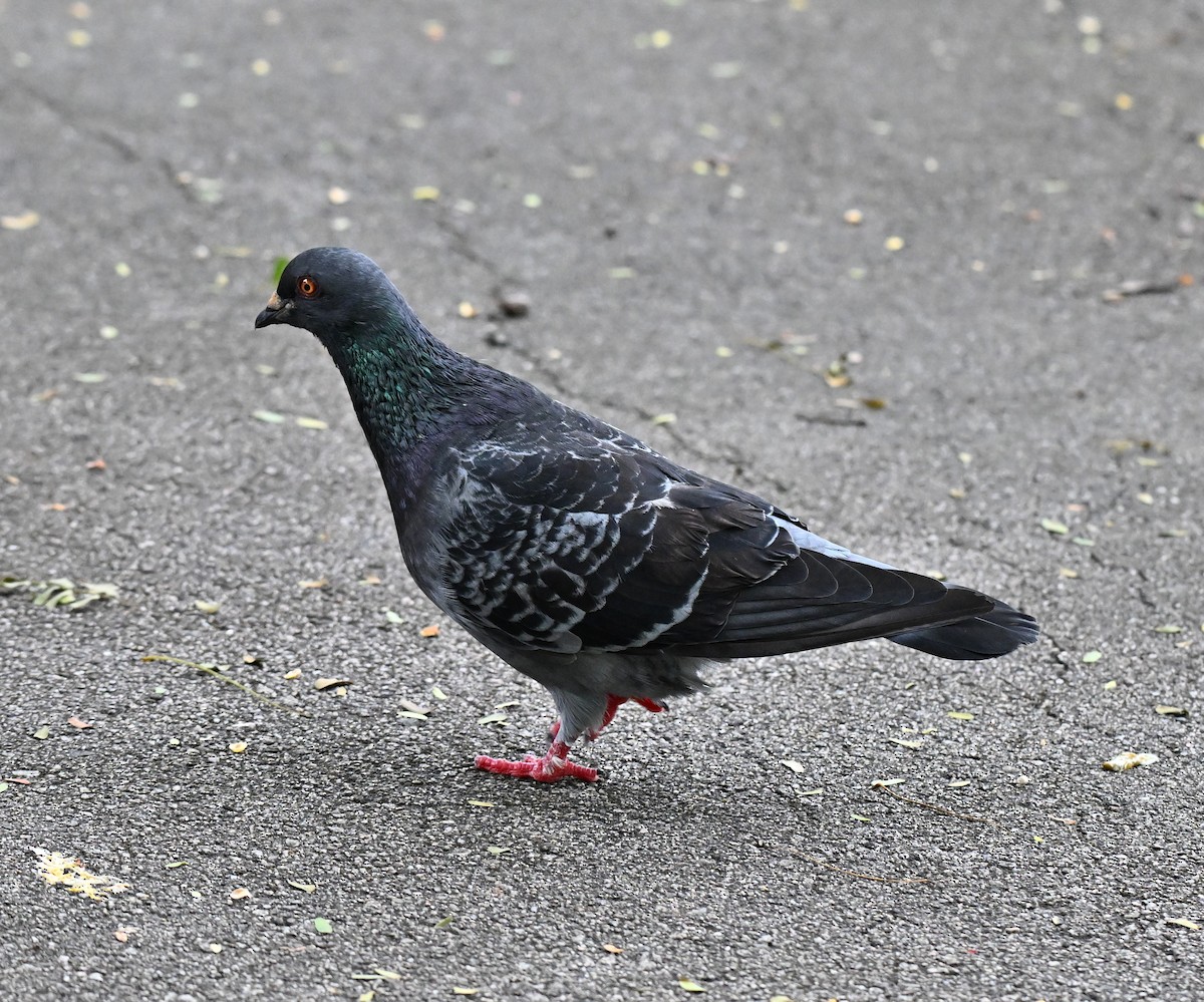 Rock Pigeon (Feral Pigeon) - ML637779124