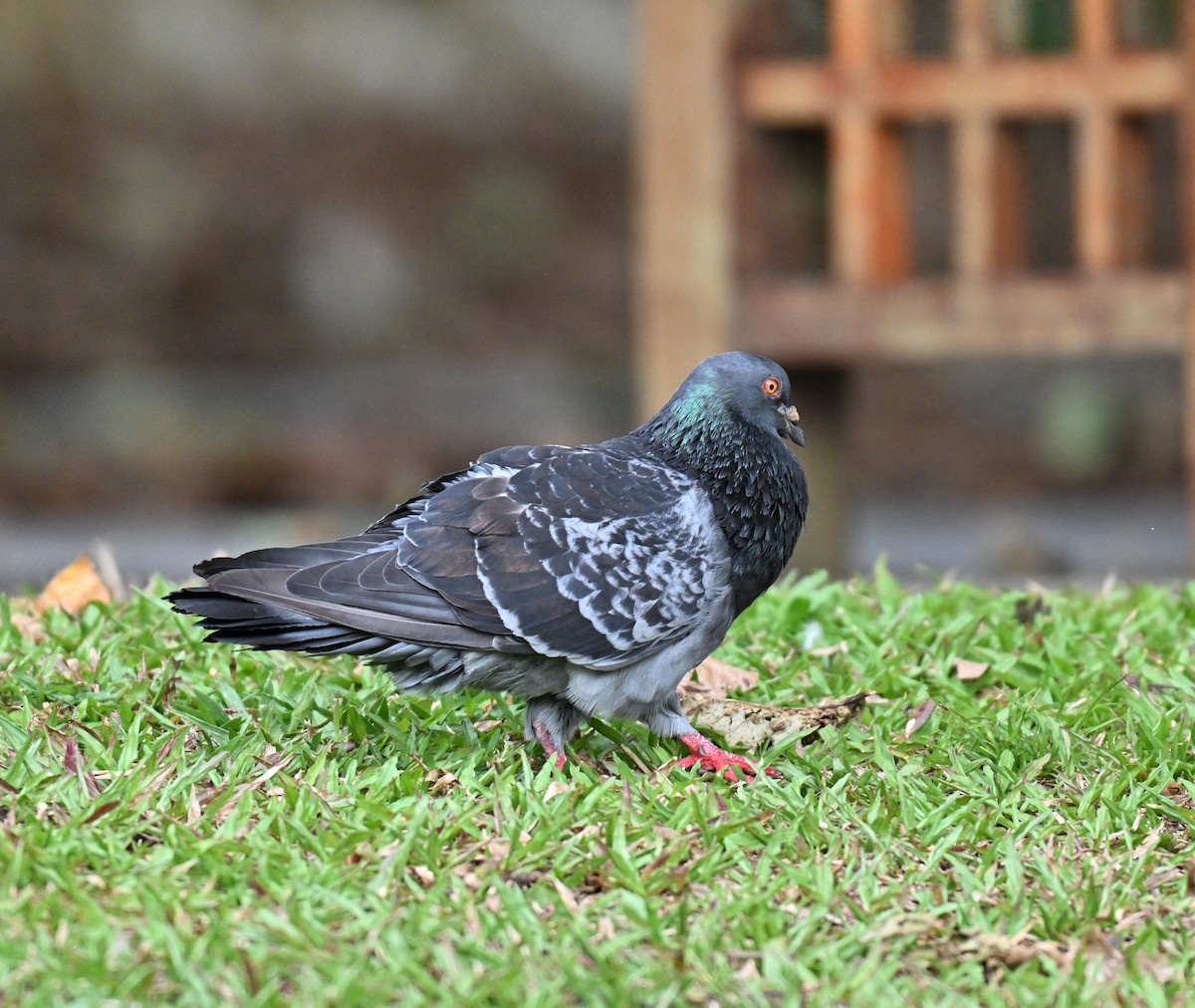 Rock Pigeon (Feral Pigeon) - ML637779125