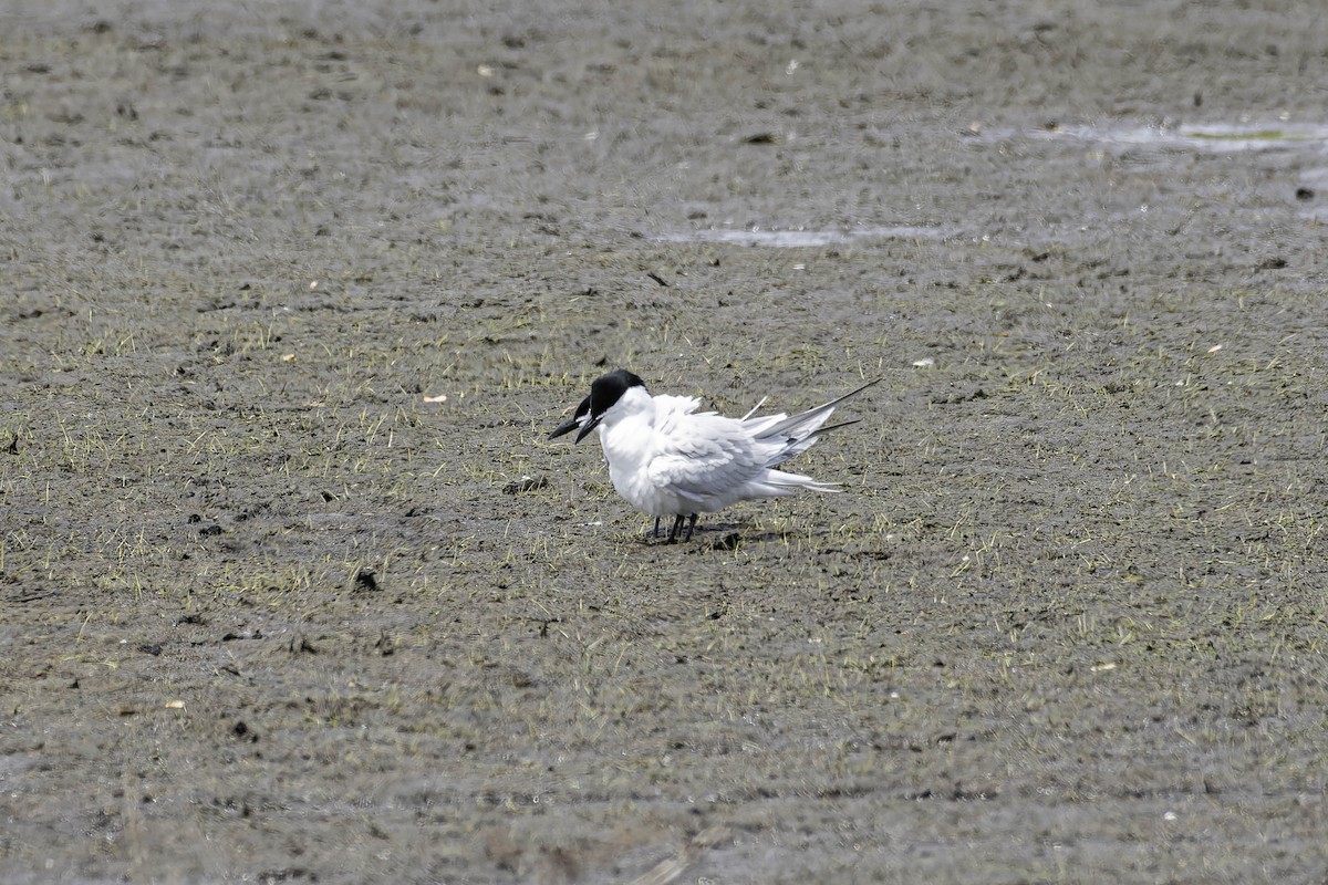 Gull-billed Tern - ML637779128