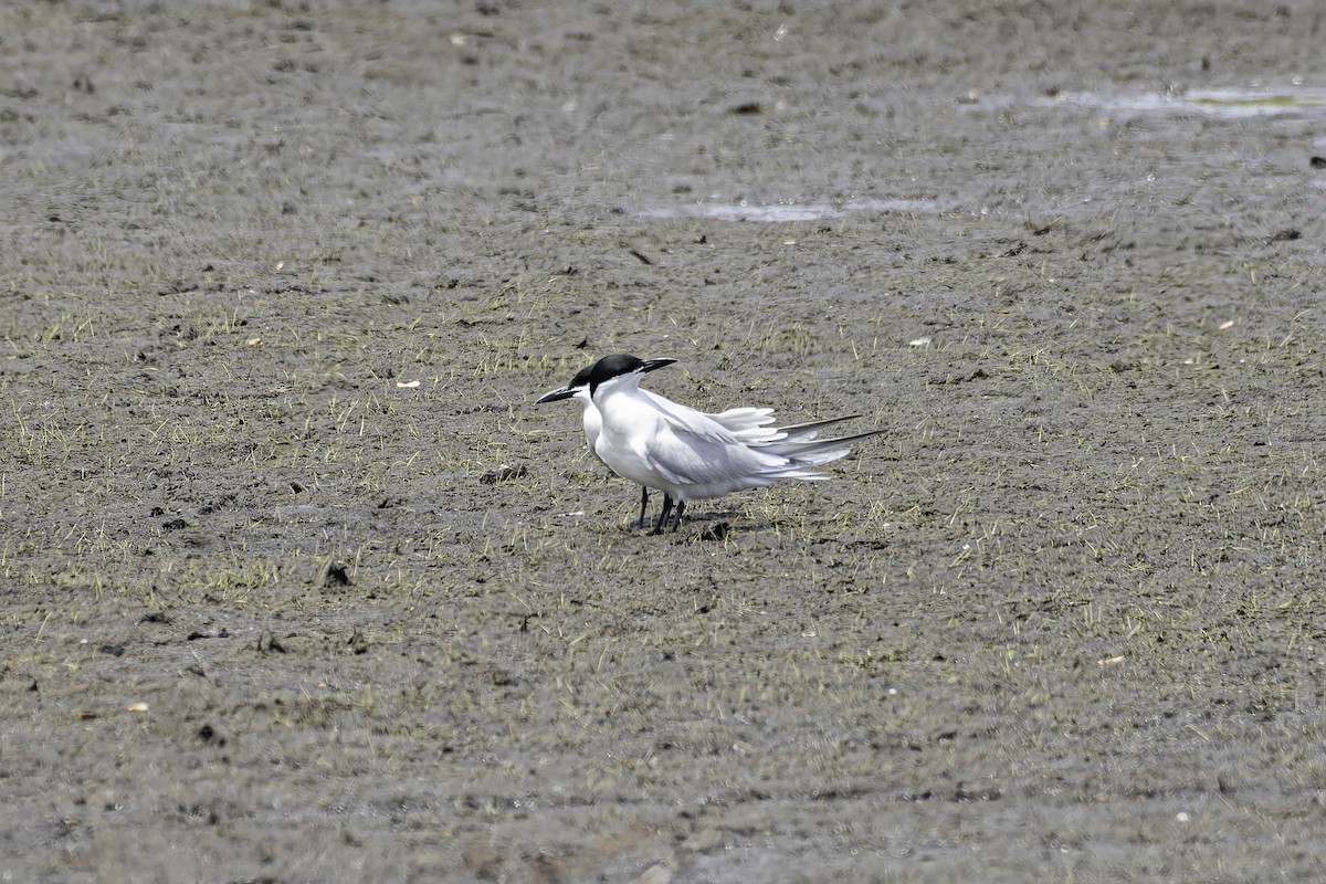Gull-billed Tern - ML637779130