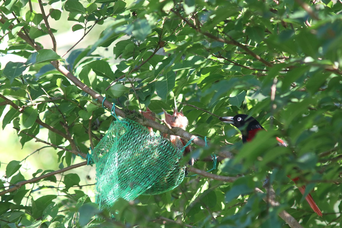 Maroon Oriole - ML637779147