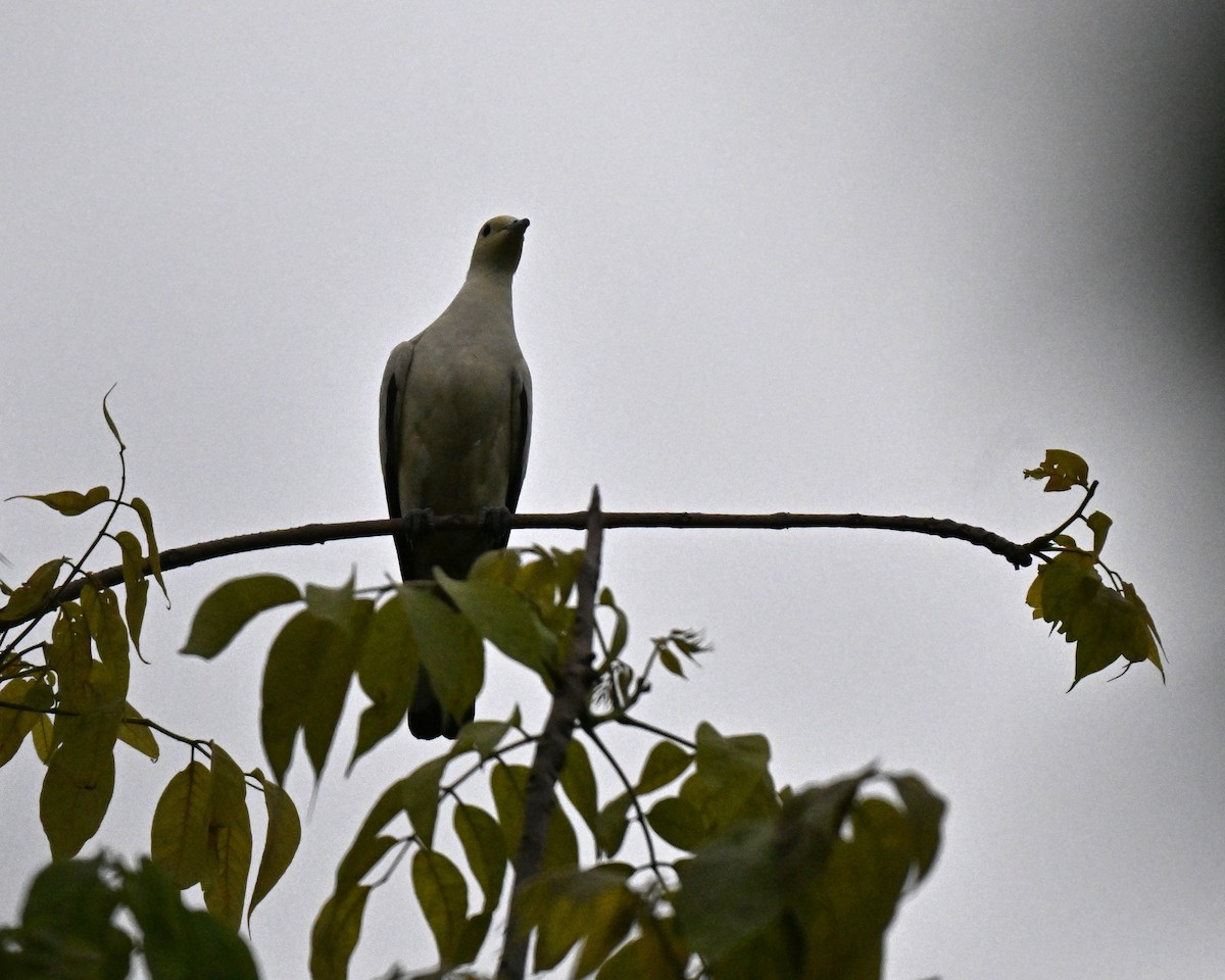 Pied Imperial-Pigeon - ML637779149