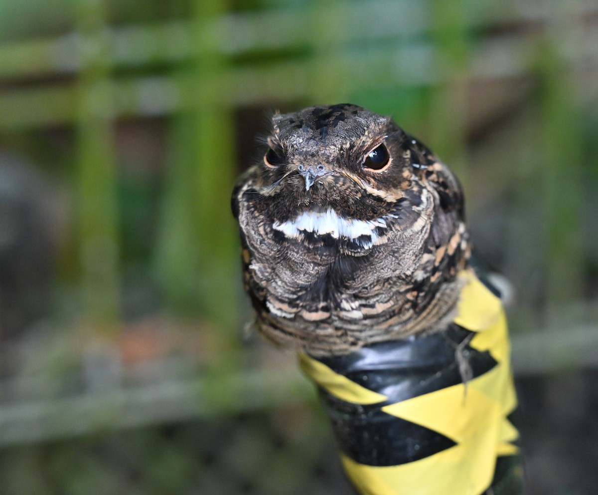 Large-tailed Nightjar - ML637779151