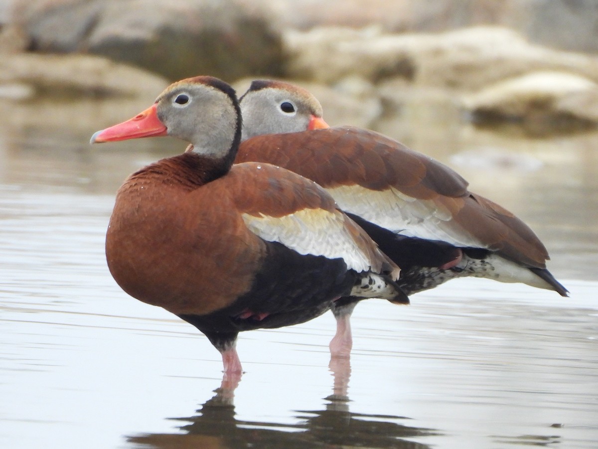 Black-bellied Whistling-Duck - ML637779254