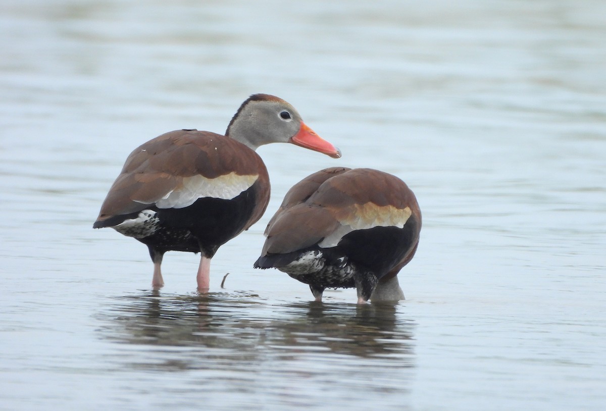 Black-bellied Whistling-Duck - ML637779258