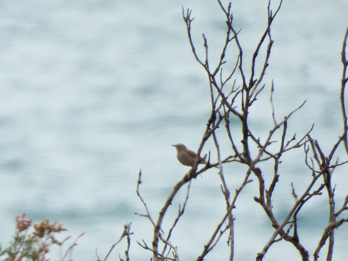 Berthelot's Pipit - ML637779350