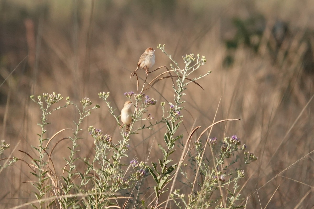 Rattling Cisticola - ML637779383