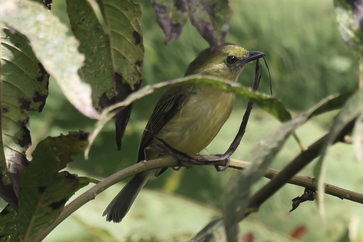 Olive-faced Flatbill - ML637779401