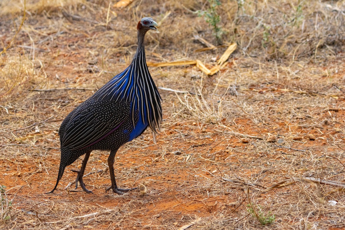 Vulturine Guineafowl - ML637779403