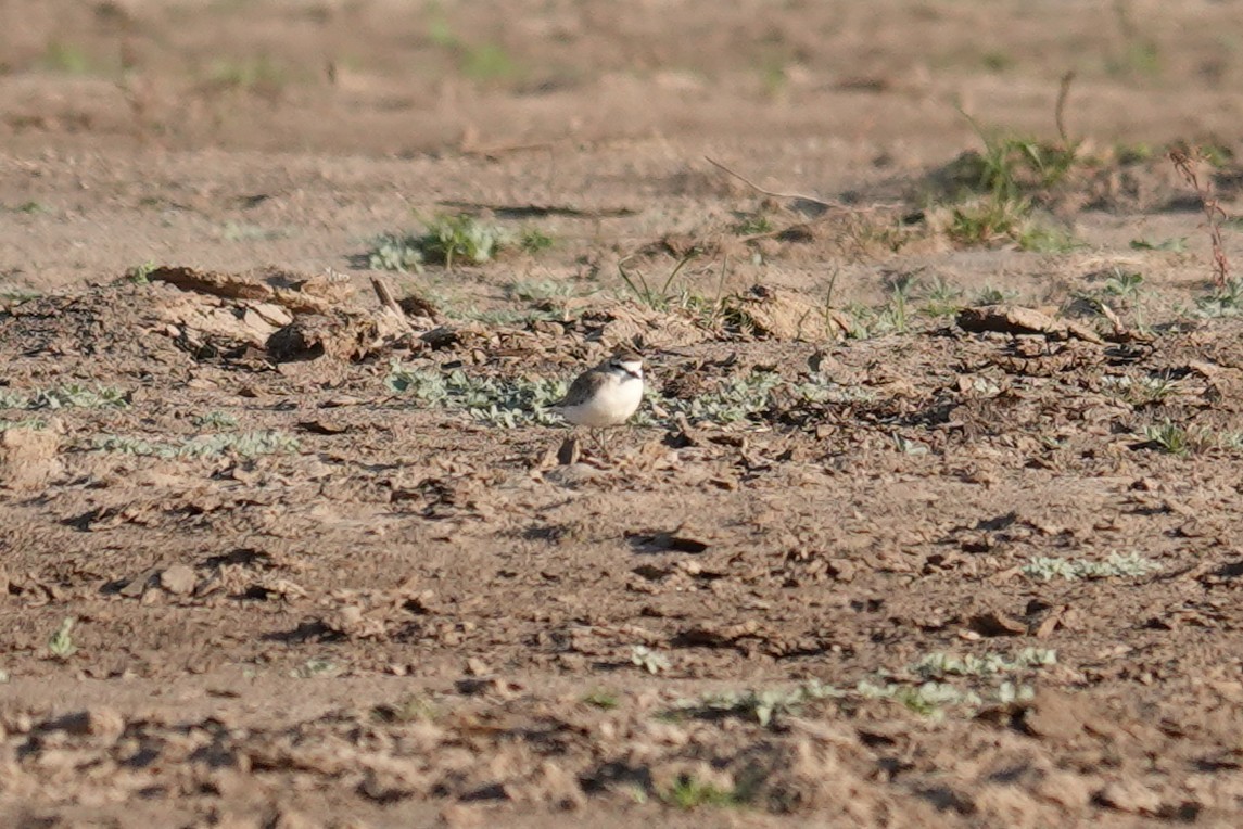 White-fronted Plover - ML637779433