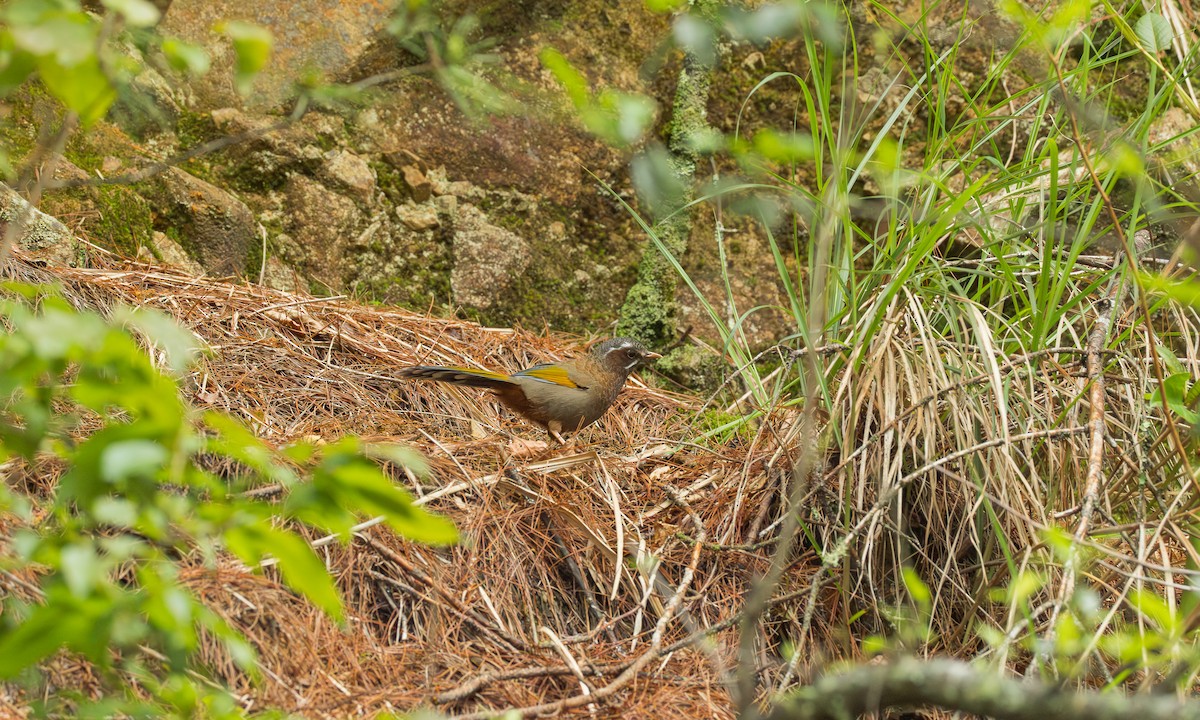 臺灣噪眉 - ML637779506