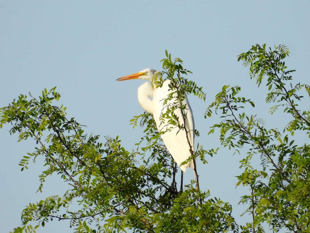 Great Egret - ML637779541