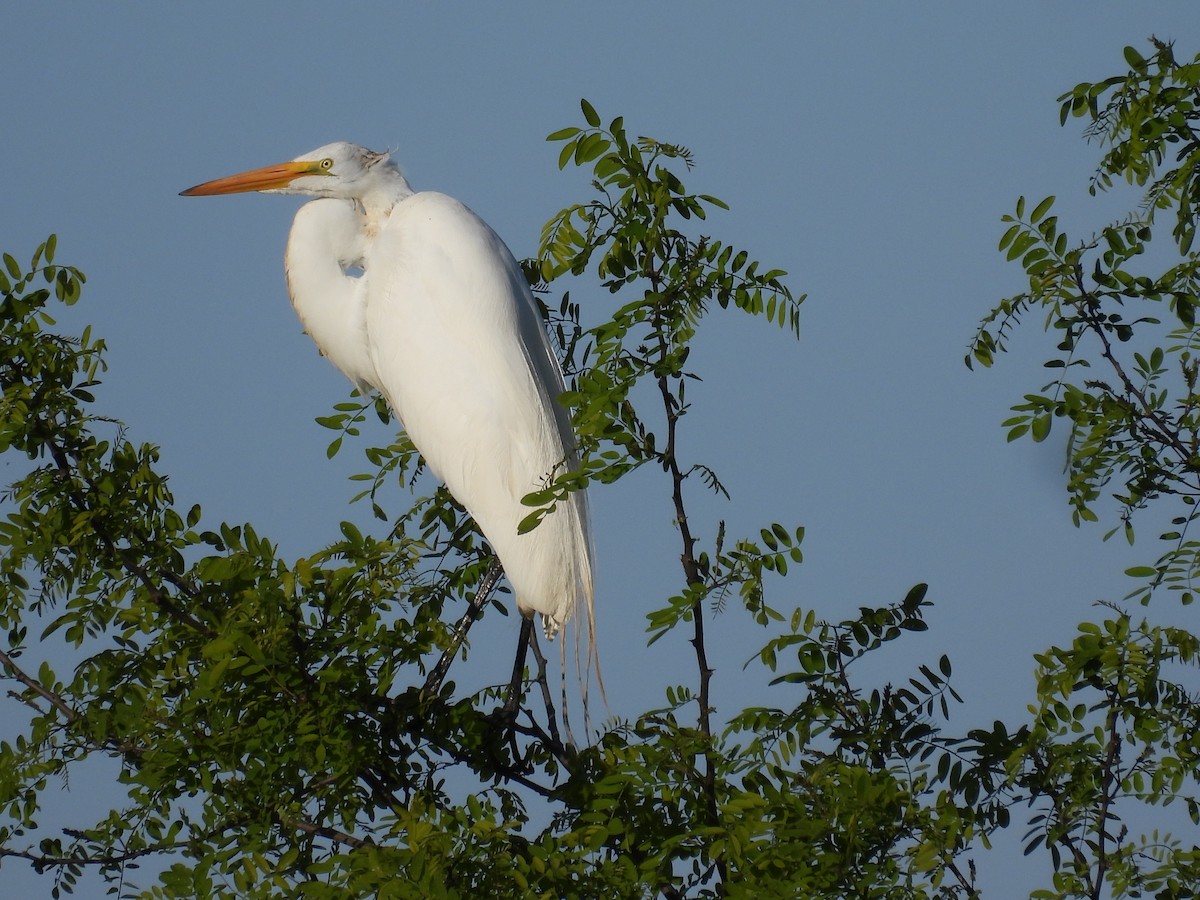 Great Egret - ML637779542