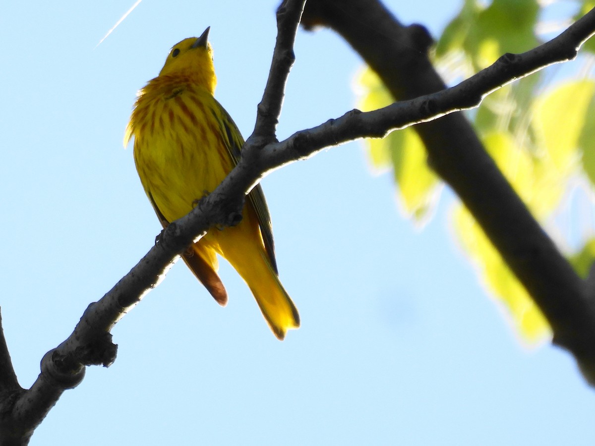 Northern Yellow Warbler - ML637779554
