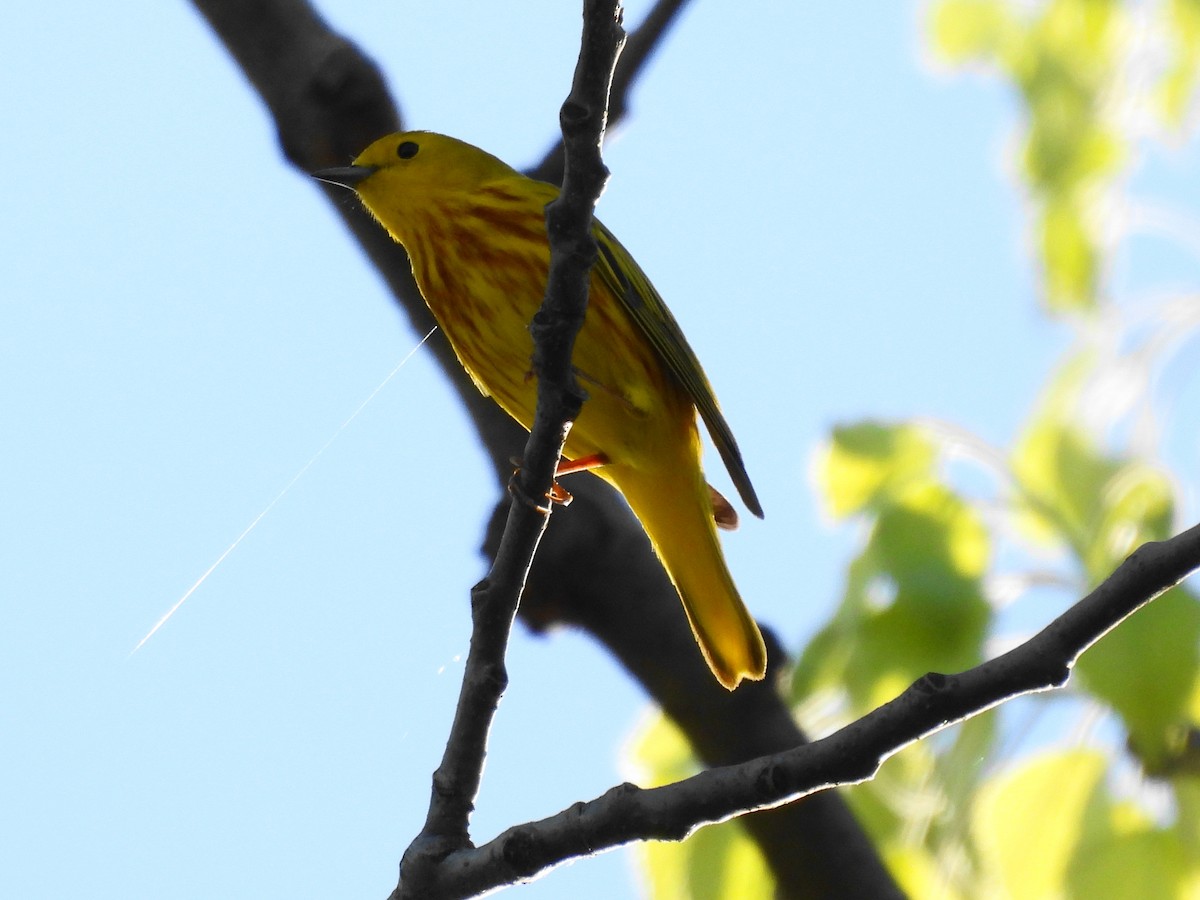 Northern Yellow Warbler - ML637779555