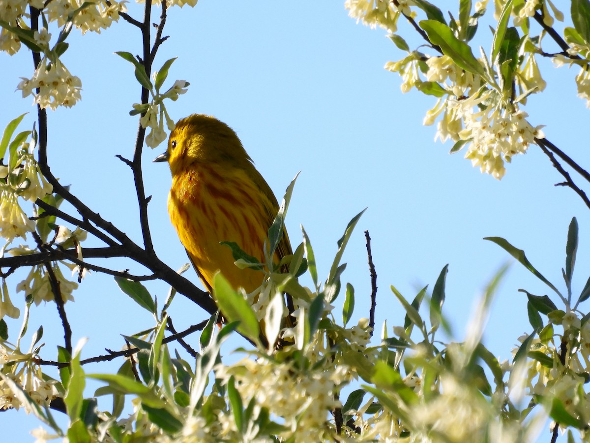 Northern Yellow Warbler - ML637779556