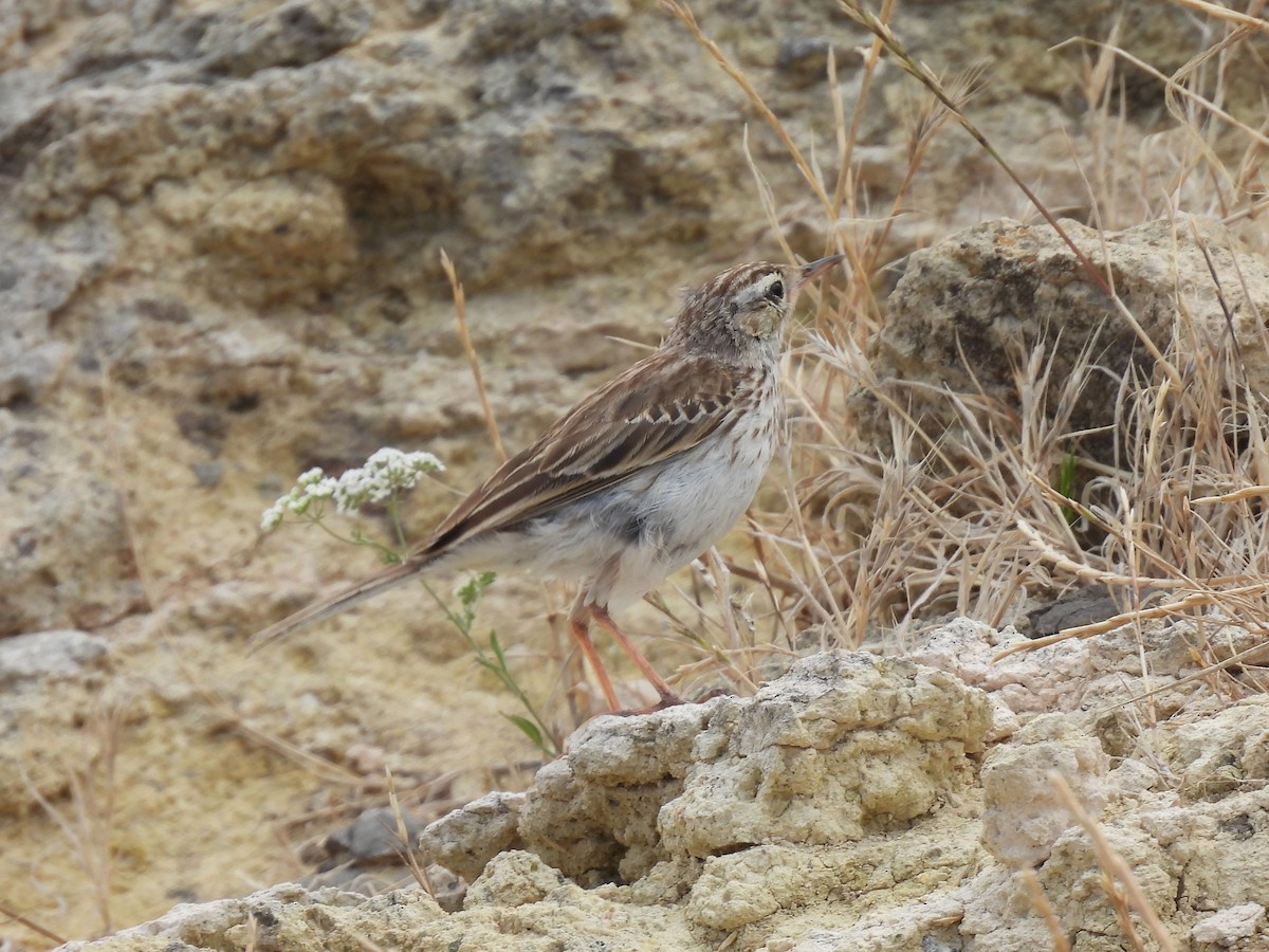 Berthelot's Pipit - ML637779650