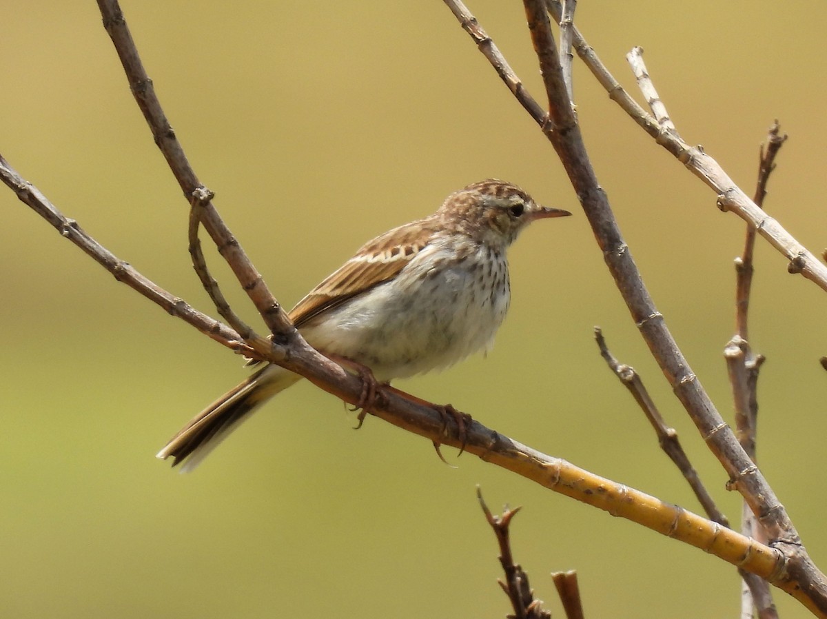 Berthelot's Pipit - ML637779673