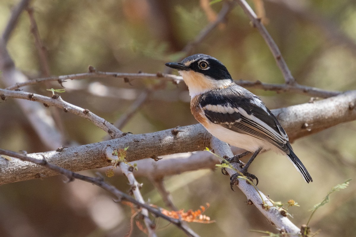 Pygmy Batis - ML637779684