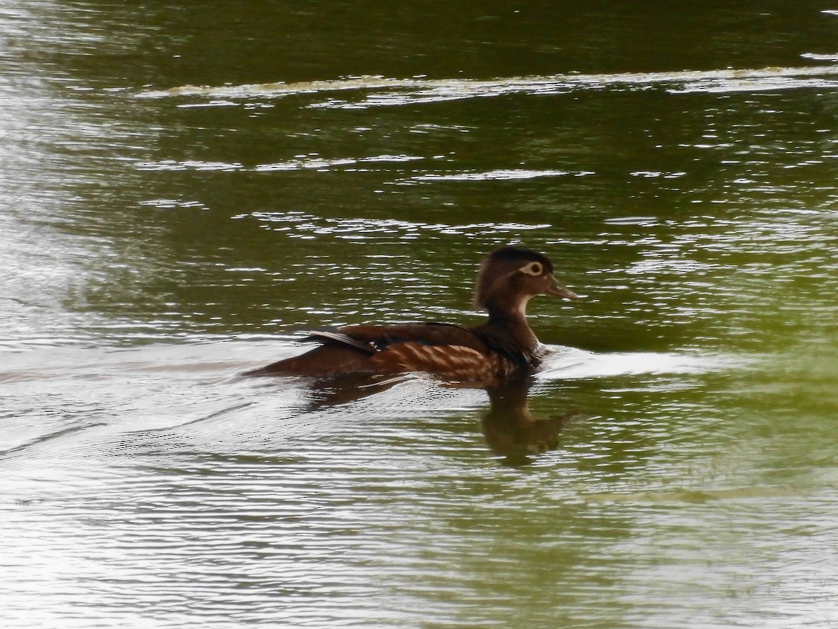 Wood Duck - ML637779699