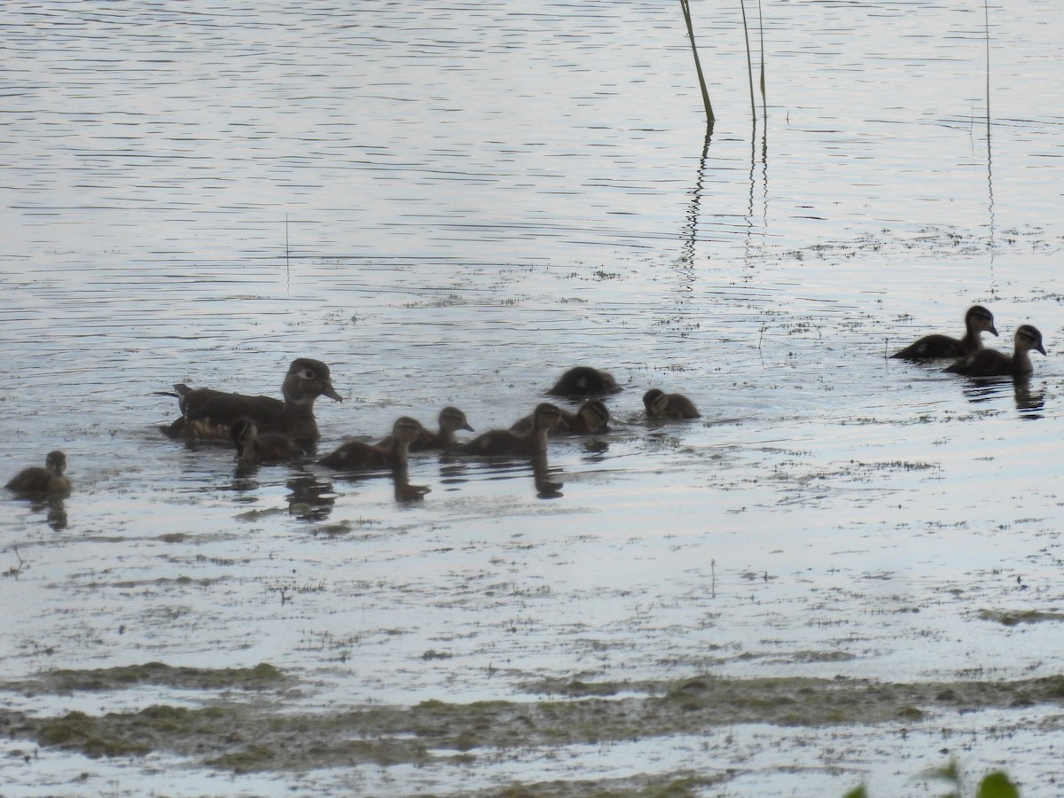 Wood Duck - ML637779700