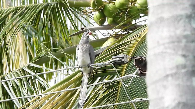 Indian Gray Hornbill - ML637779712