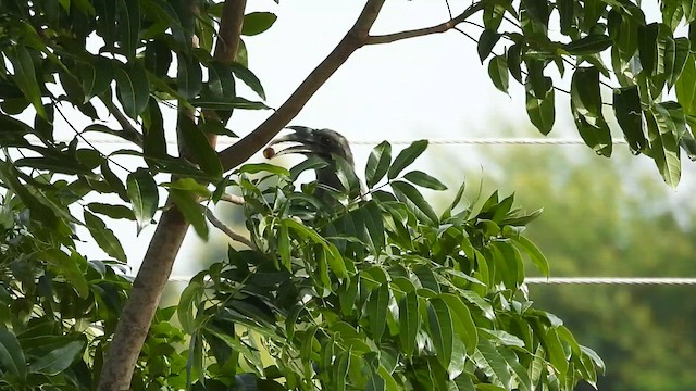 Indian Gray Hornbill - ML637779714