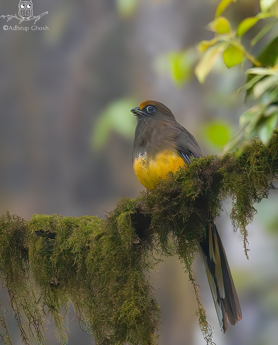 Ward's Trogon - ML637779741