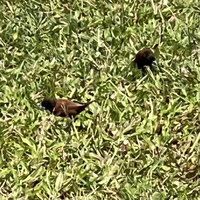 Chestnut Munia - ML637779742