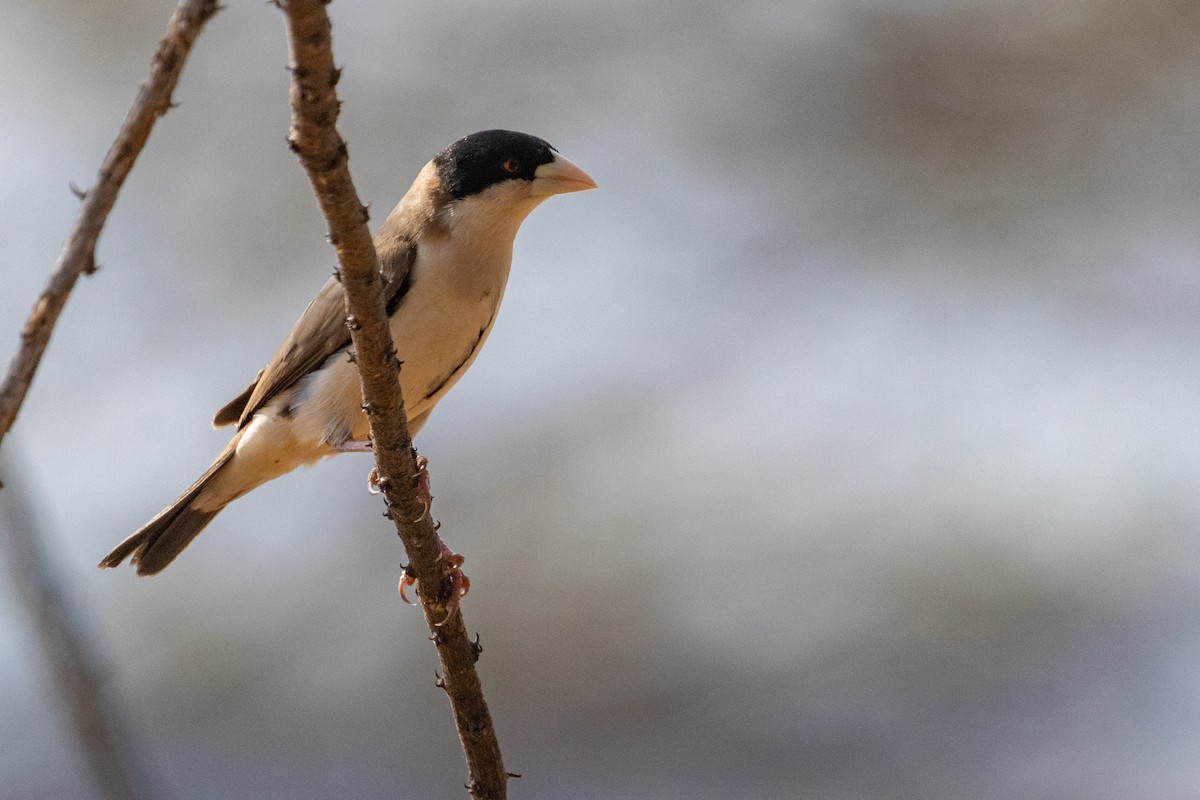 Black-capped Social-Weaver - ML637779744
