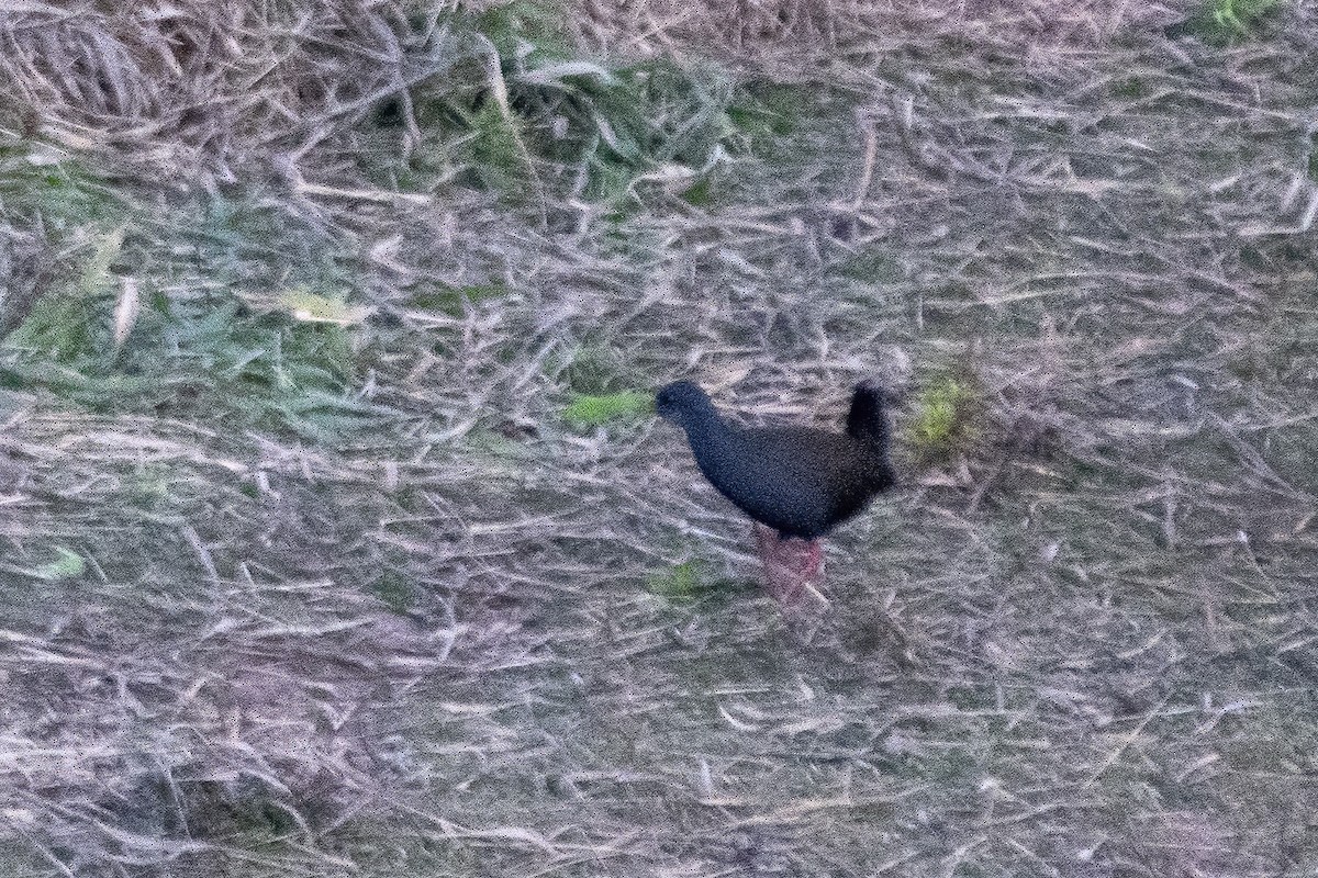 Blackish Rail - ML637779746
