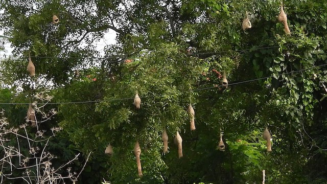Baya Weaver - ML637779764