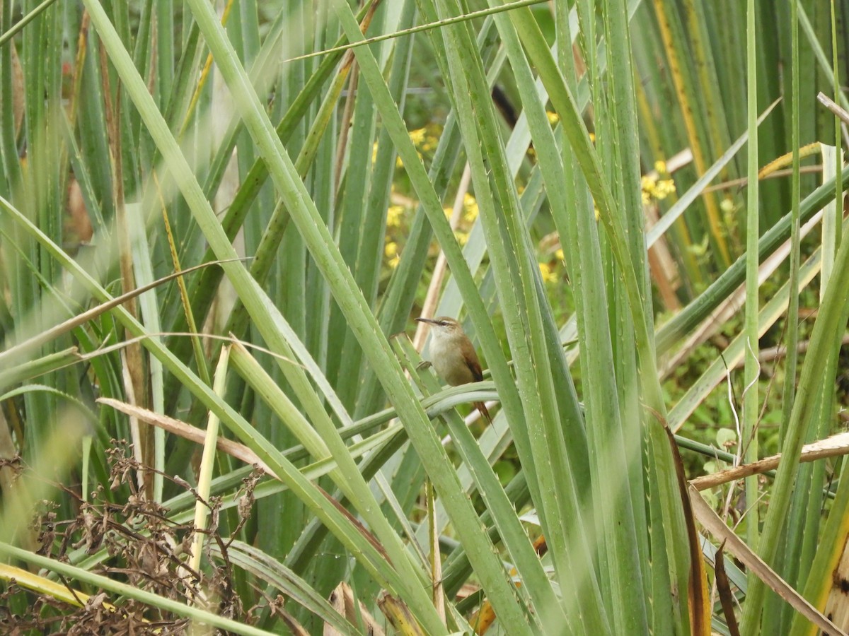 Straight-billed Reedhaunter - ML637779771
